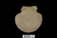 藏品(瑪卡莎海扇蛤)的圖片